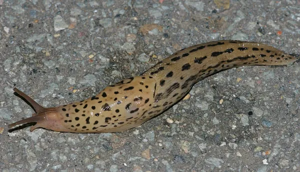 Limax Maximus