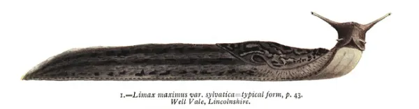 Limax Maximus