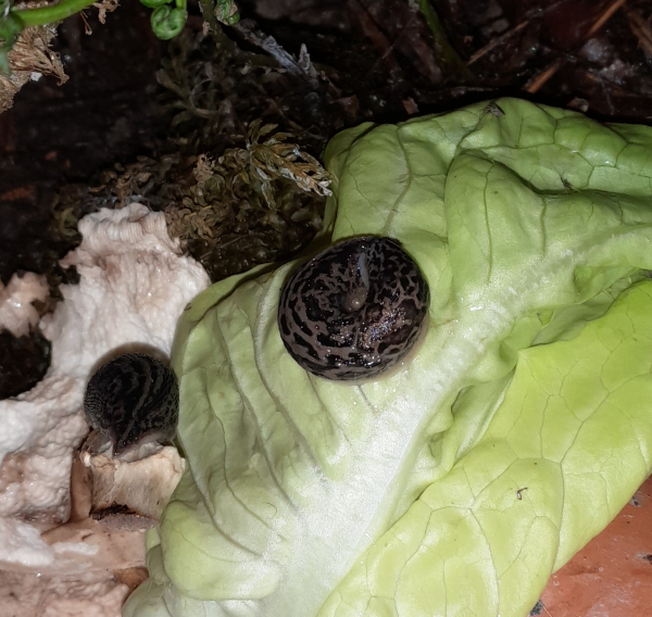 Tigerschnegel auf Salat