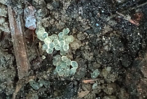 Schnegel Eier